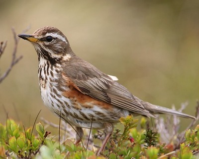 Tordo Sassello - Turdus iliacus